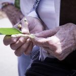 older adult holding a leaf