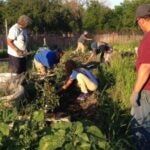 students sustainable harvesting food in a field