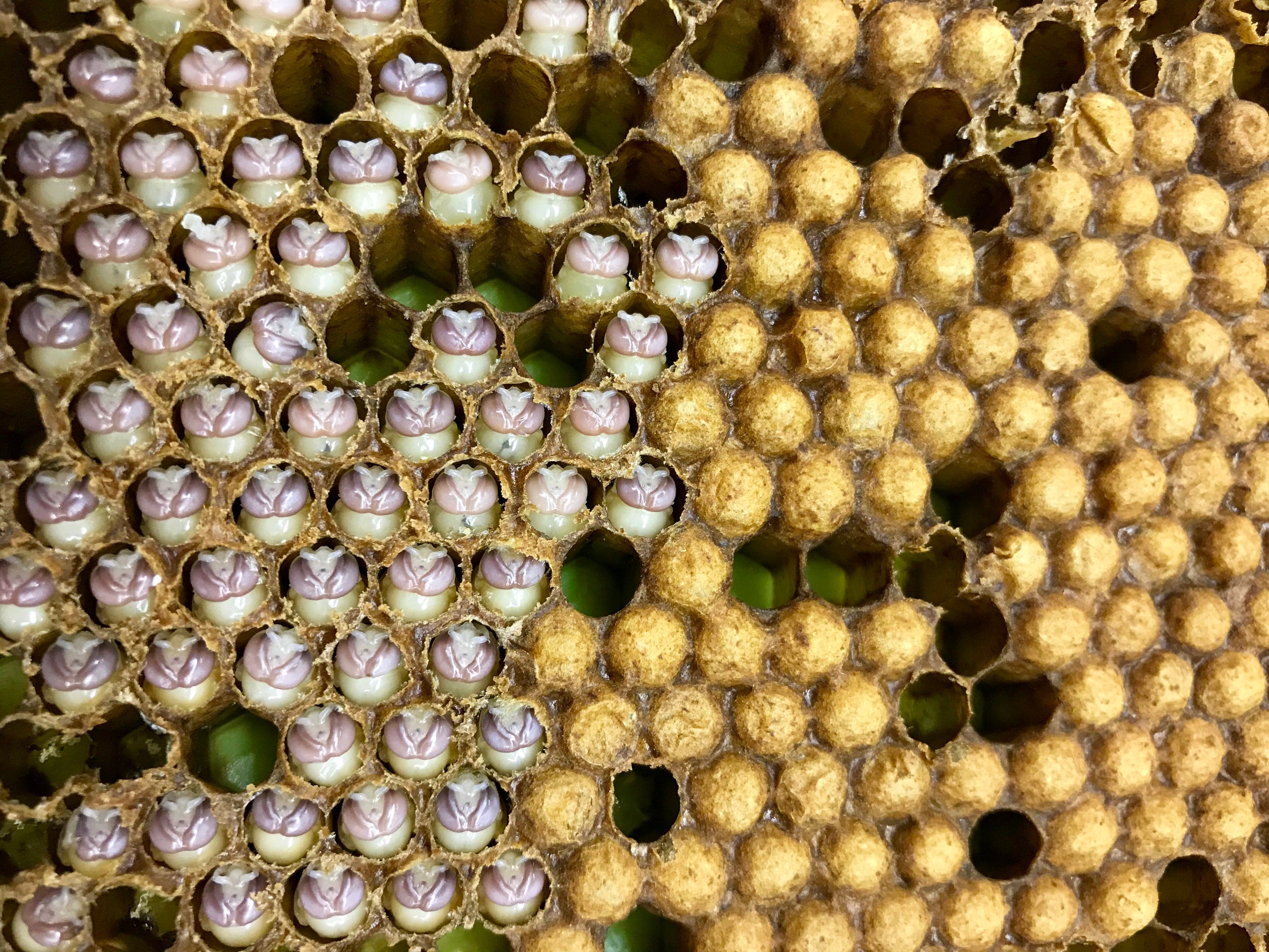 Honeybee drone pupae uncapped in the hive.