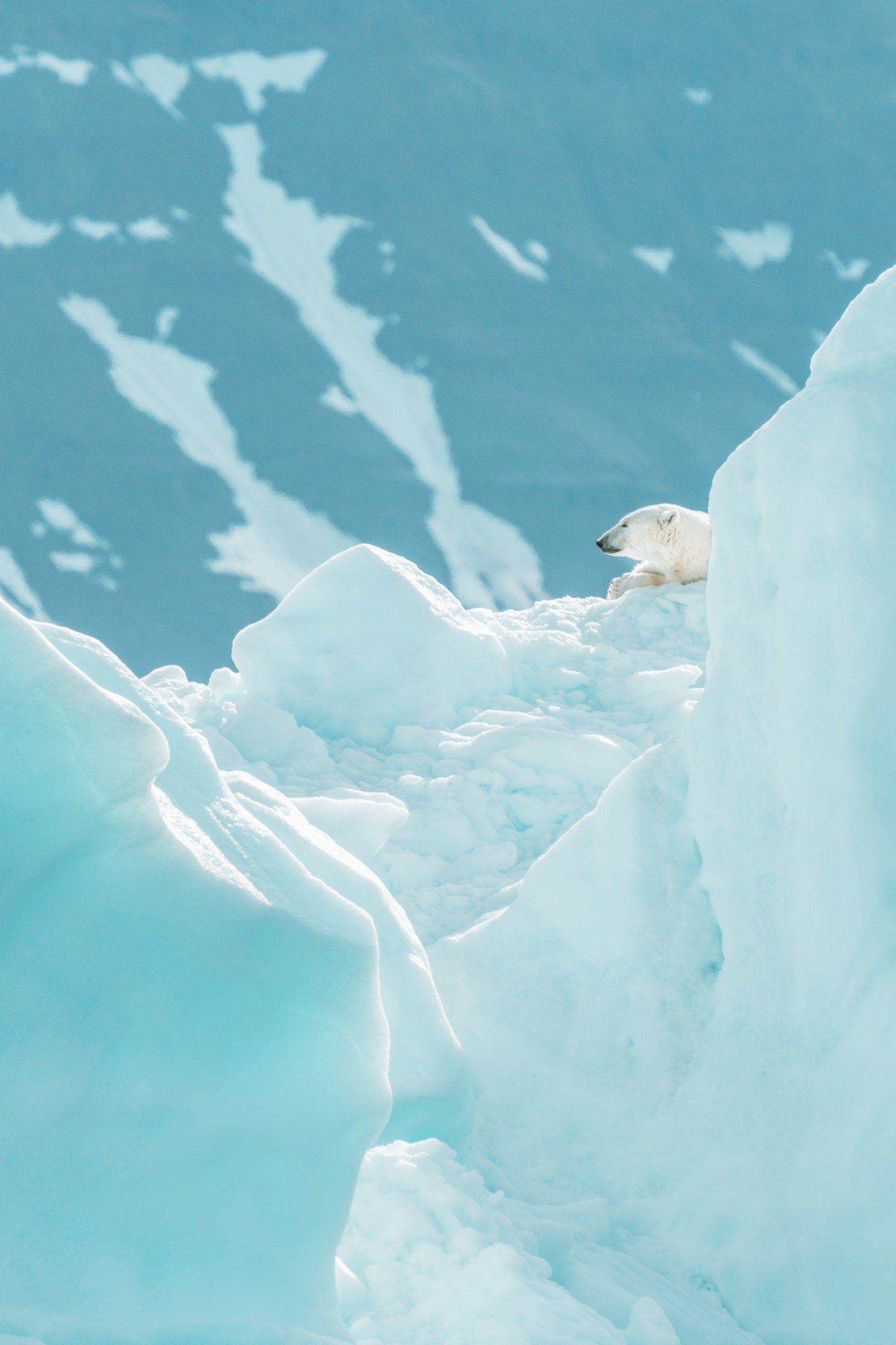 A polar bear resting on ice