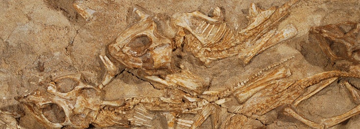 Fossilized nest of baby dinosaurs Fossilized nest of baby dinosaurs