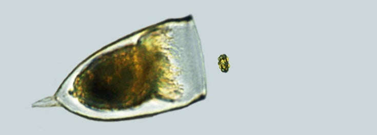 Flight-o-plankton Microscope image of zooplankton about to swallow a phytoplankton