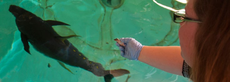 Photo of female graduate students standing over the large tank reaching her gloved arm toward the water to drop food to the tuna in the tank