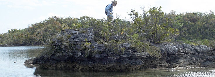 Professor Jason Kolbe studying lizard evolution on a tiny island in the Bahamas