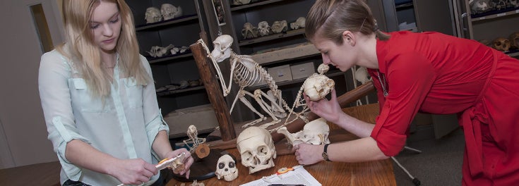 Two URI students examining primate skulls Two URI students examining primate skulls