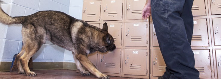 Bomb sniffing dog Bomb sniffing dog