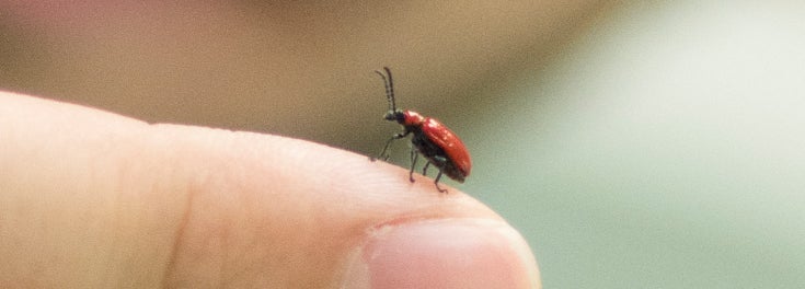 Close-up of a bug on a fingertip