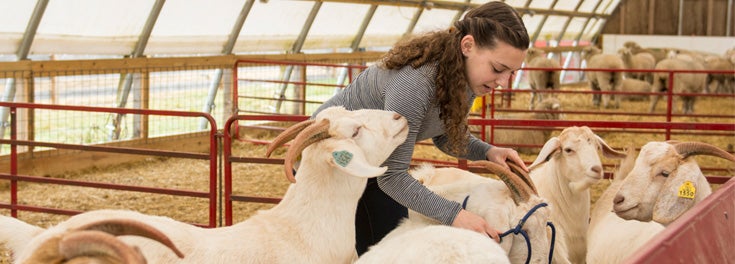 Student and goats at Peckham Farm