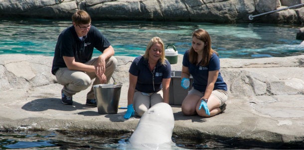 students study beluga whales