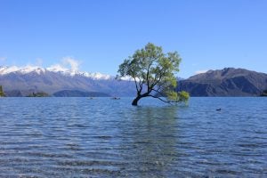 The lone tree in the middle of Lake Wanaka, New Zealand