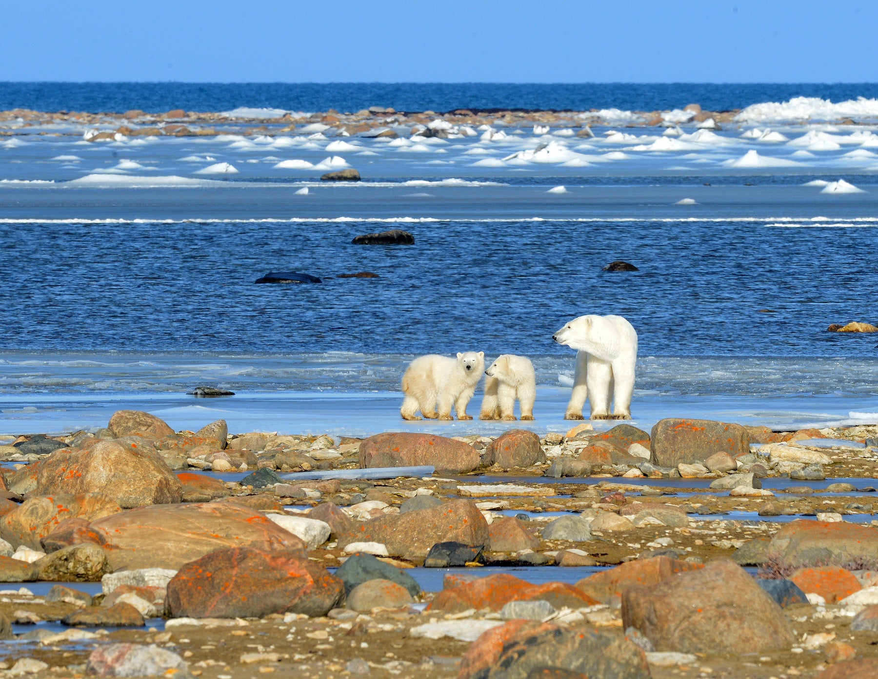 Polar bear and her two cubs standing on the shore of Hudson Bay in the Arctic