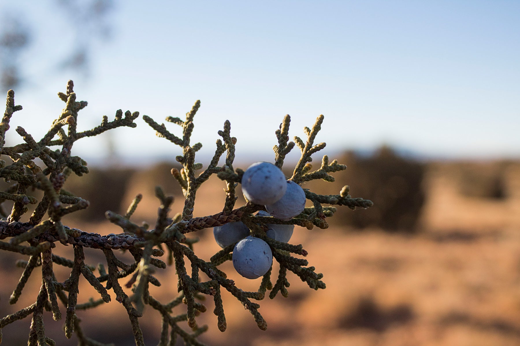 photo of juniper berries
