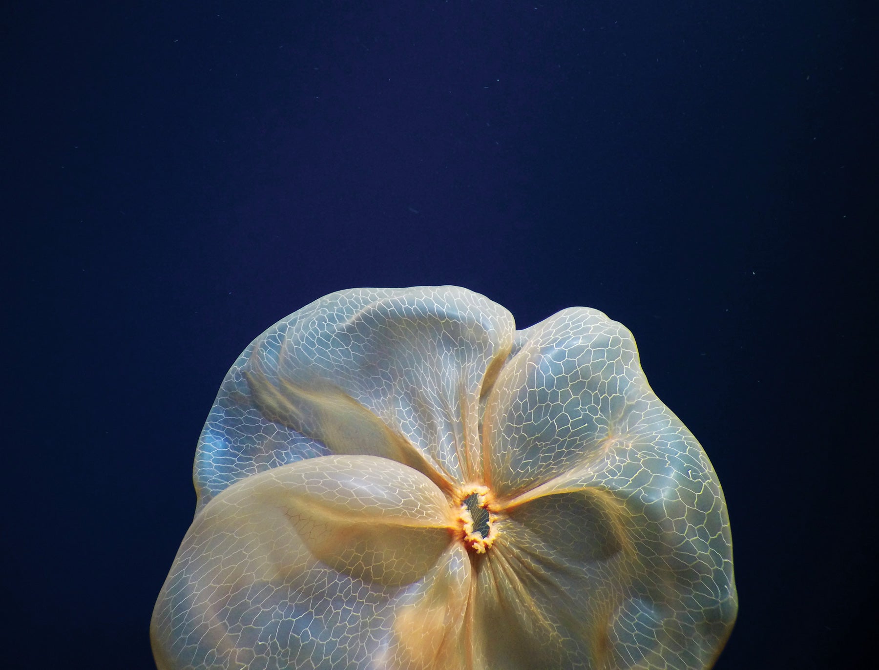 photo of a underwater jellyfish that looks like a flower