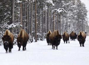 Herd of bison walking in the snow in Yellowstone
