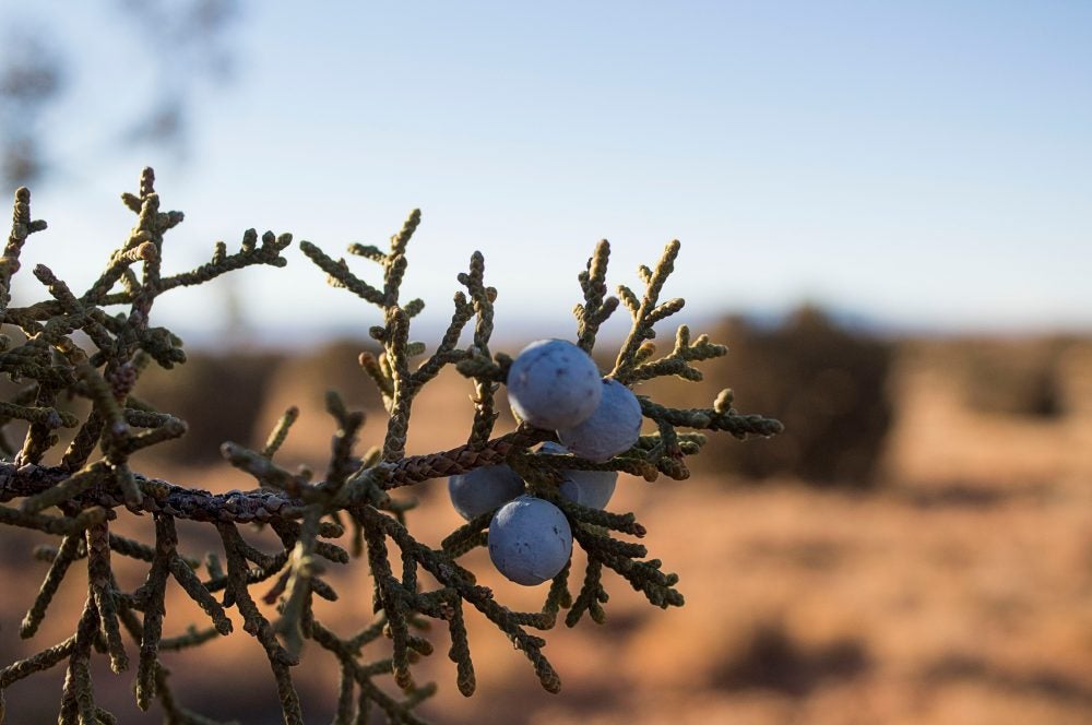 Charlie Scott’s picture of juniper berries.