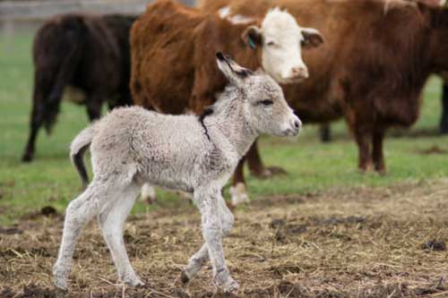 baby donkey and cows at Peckham Farm