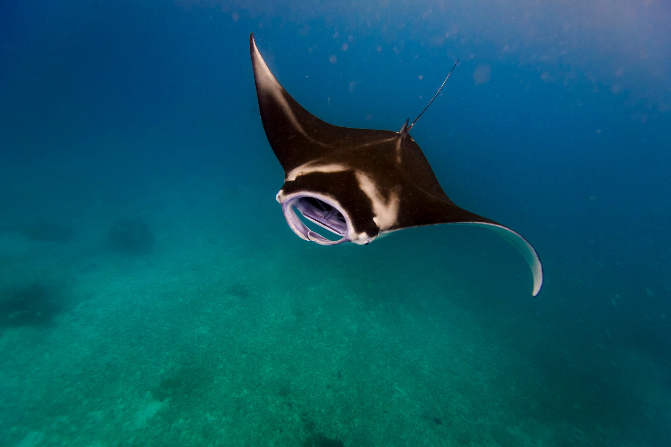 a manta swims though plankton
