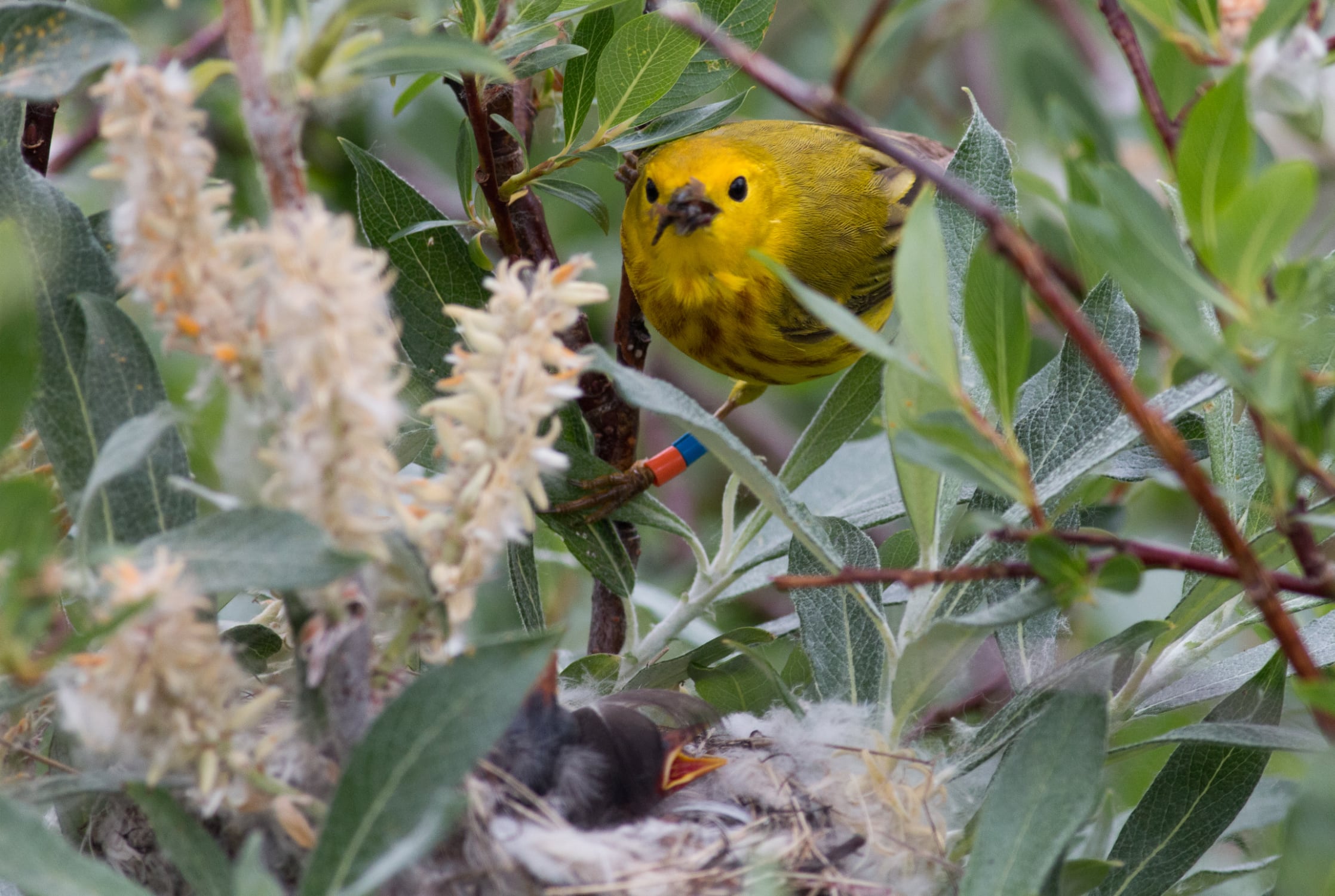 a yellow warbler tends to her young