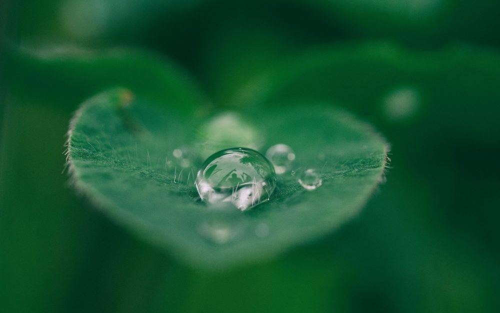 green leaf with a dew drop