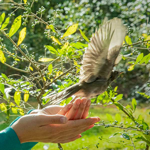 Bird taking flight from girl’s hands