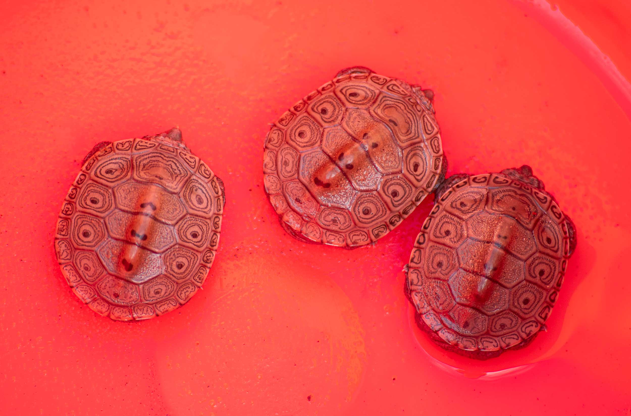 Baby diamondback turtles in the bottom of a pail