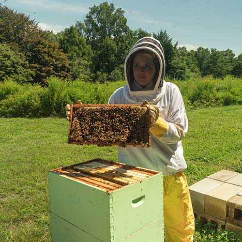 Student working with bees in the hive