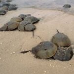 horseshoe crabs on the shore