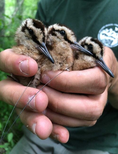 student researcher holding 3 American woodcock hatchlings in his hand