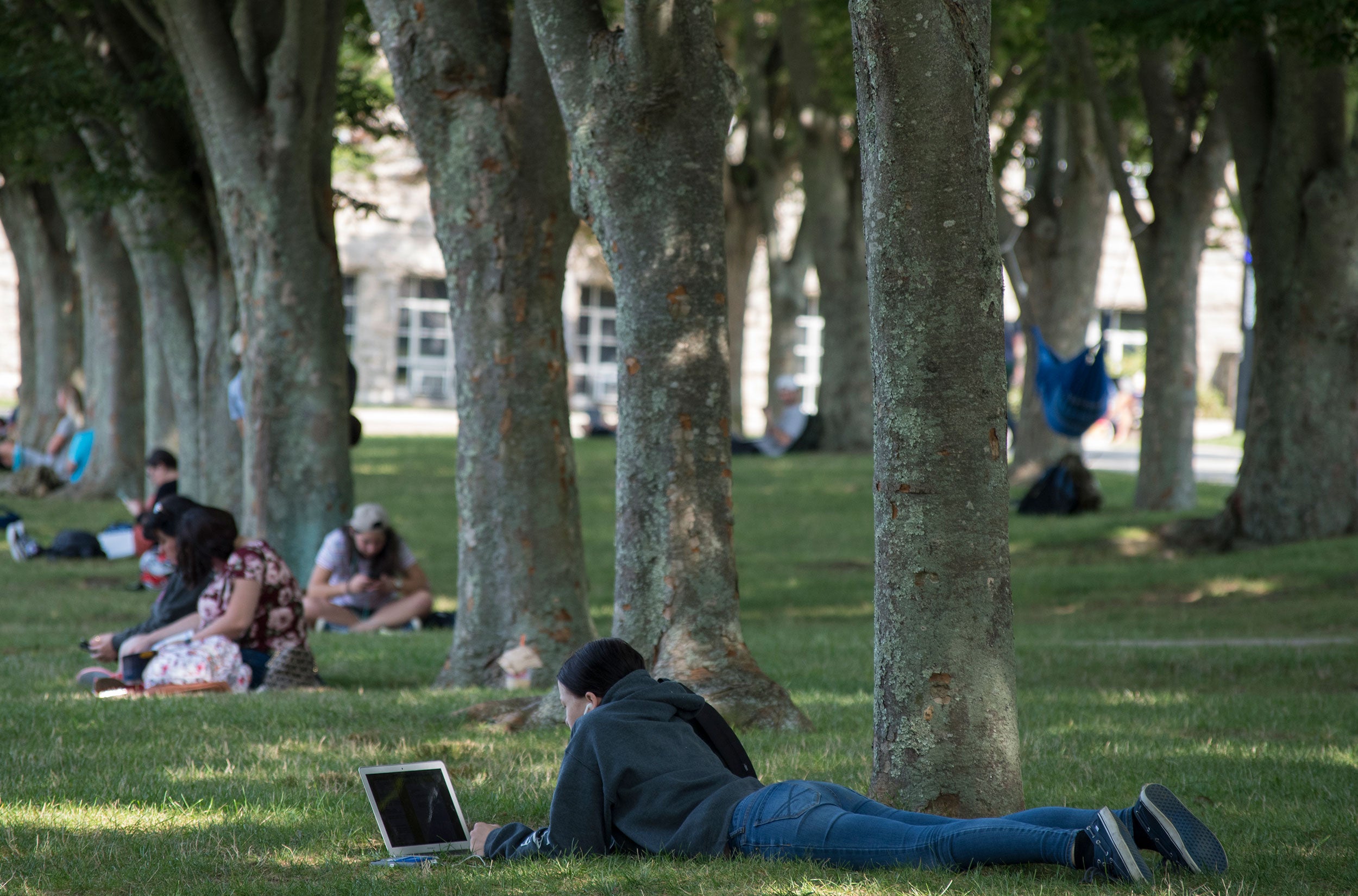 Students studying under the trees on the Quad