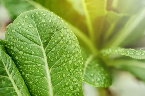 Dew covered leafy greens