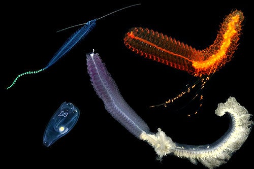 Marine animals at focus of the study with Brennan Phillips