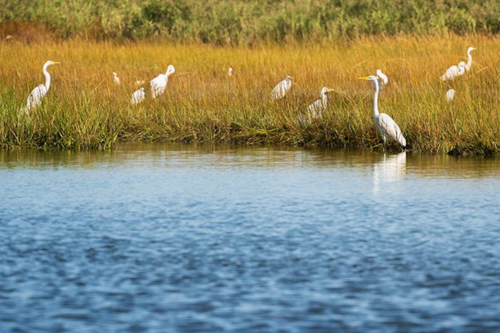 egrets in tall grass on the coast