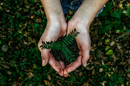cupped hands holding a tiny plant