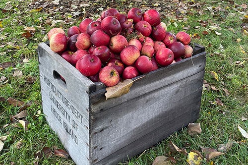 wooden box packed with apples