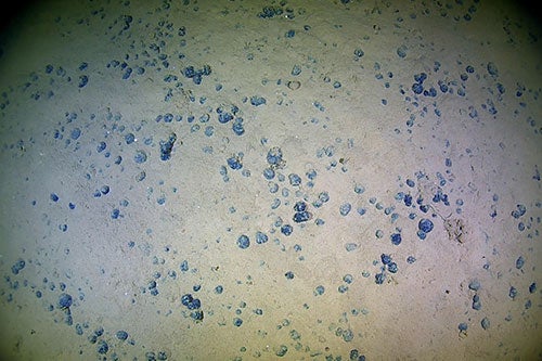 polymetallic nodules on the seabed at 5,645 m water depth to the east of the Commonwealth of the Northern Mariana Islands