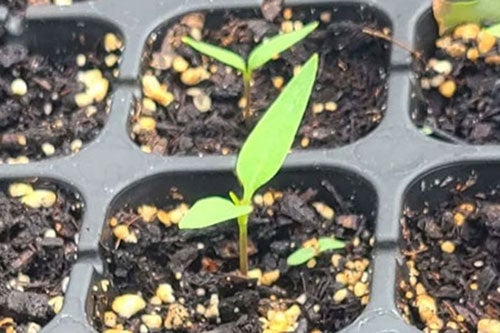 plant sprout