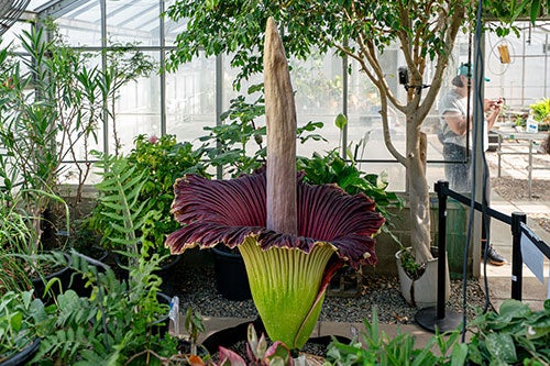 URI corpse flower starting to bloom
