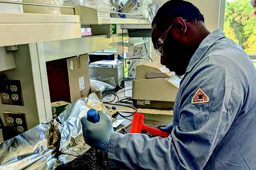 Pharmacy student Fandra Kenelak uses a hammer and chisel to find marine wood-eating shipworms in wood collected from the bottom of Narragansett Bay