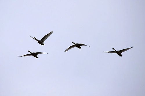swans in flight