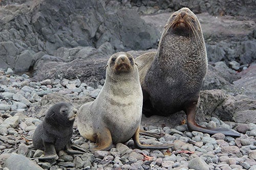 two Antartic fur seals