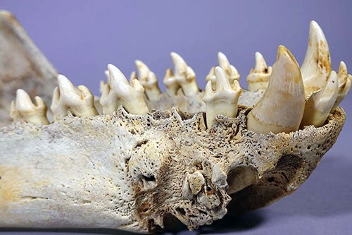 Century-old museum specimen of Antarctic leapard seal